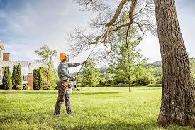 Best Seasonal Cleanup (Spring/Fall)  in Camp Verde, AZ